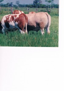 Foto vacas Simmental y Simbrah